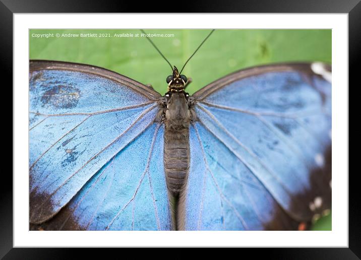 Blue Morpho Butterfly Framed Mounted Print by Andrew Bartlett