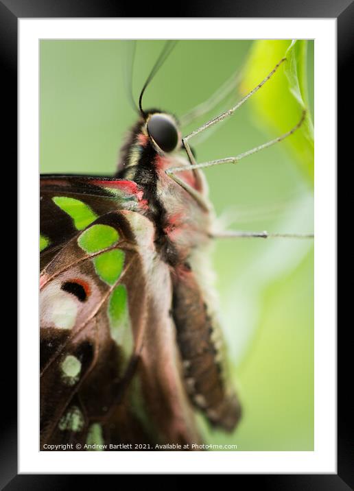 Graphium Agamemnon.  Tailed Jay Butterfly Framed Mounted Print by Andrew Bartlett