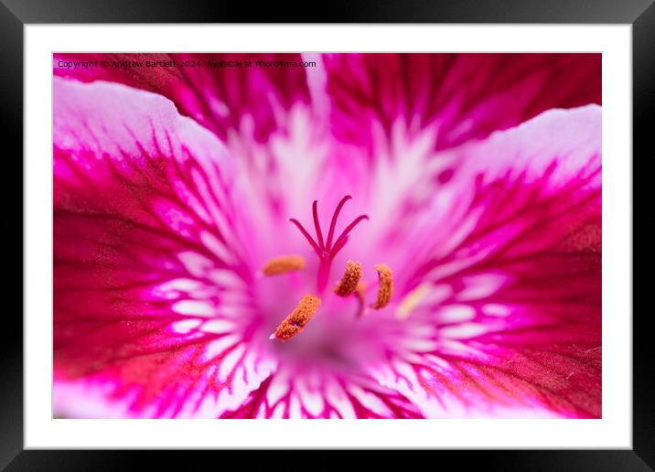 Macro of a pink Geranium Framed Mounted Print by Andrew Bartlett