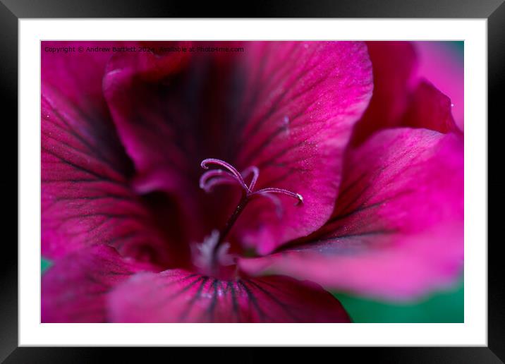 Macro of a purple Geranium Framed Mounted Print by Andrew Bartlett