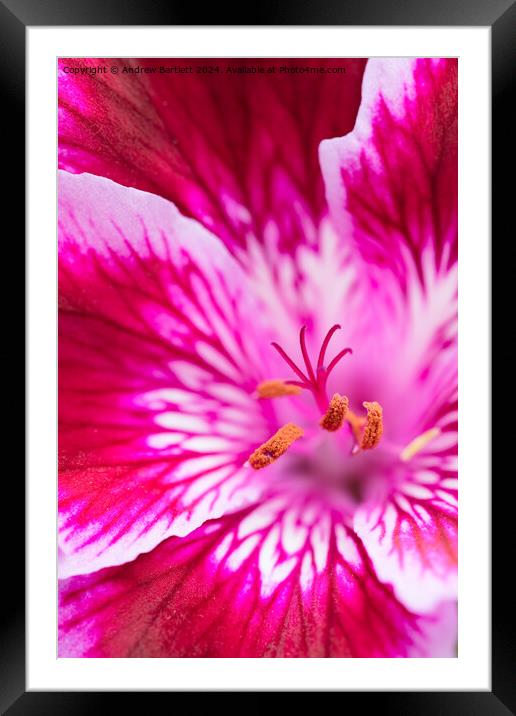 Macro of a pink Geranium Framed Mounted Print by Andrew Bartlett