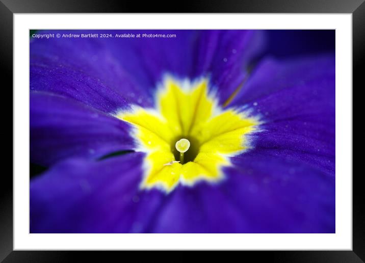 Macro of a purple Polyanthus. Framed Mounted Print by Andrew Bartlett