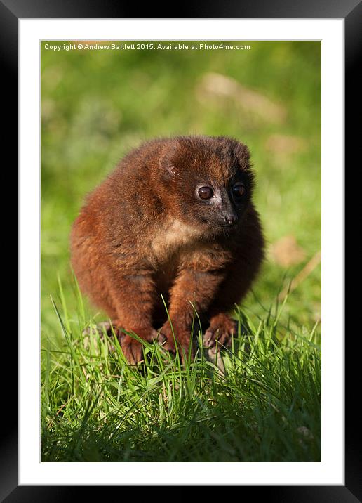 Young Red Bellied Lemur Framed Mounted Print by Andrew Bartlett
