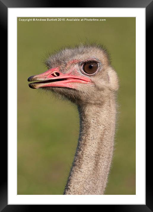  Ostrich Framed Mounted Print by Andrew Bartlett