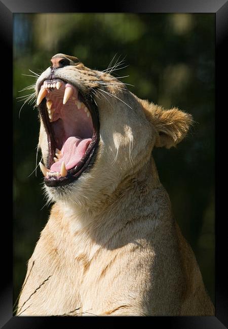  Lioness yawning Framed Print by Andrew Bartlett