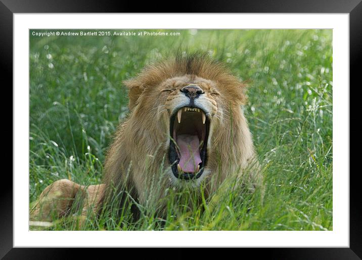 Male African Lion Framed Mounted Print by Andrew Bartlett