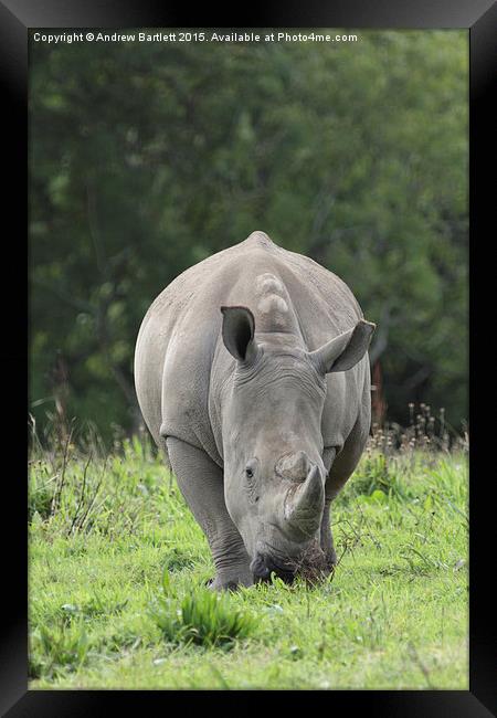  Southern White Rhino Framed Print by Andrew Bartlett