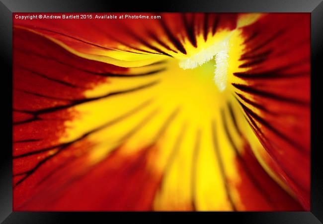 Macro of a Pansy. Framed Print by Andrew Bartlett