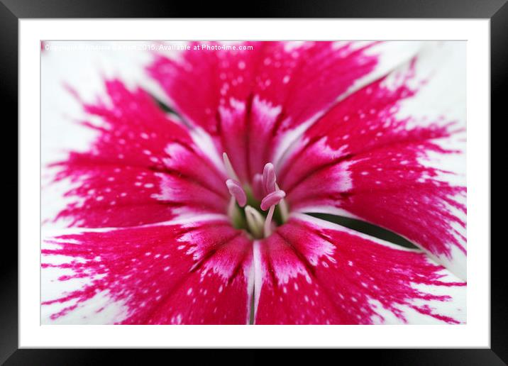  Macro of a Dianthus. Framed Mounted Print by Andrew Bartlett