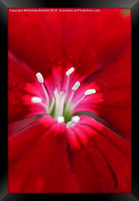  Macro of a Dianthus. Framed Print by Andrew Bartlett
