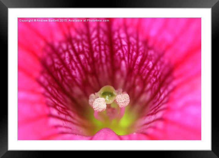  Macro of a Petunia. Framed Mounted Print by Andrew Bartlett