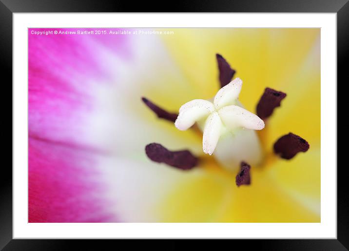  Macro of a Tulip. Framed Mounted Print by Andrew Bartlett
