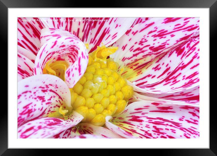 Macro of a Dahlia.  Framed Mounted Print by Andrew Bartlett