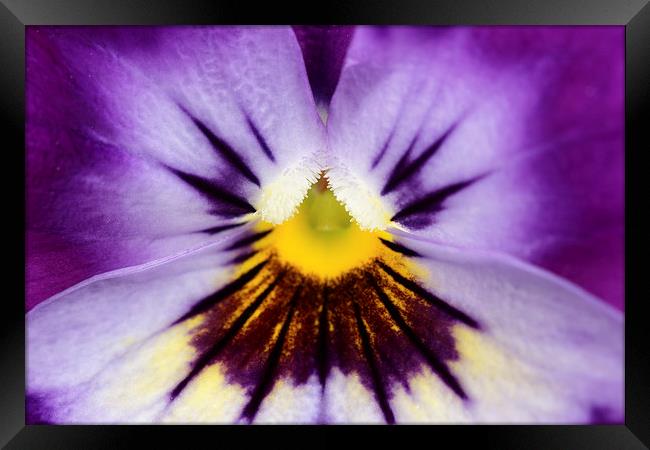  Macro of a Pansy Framed Print by Andrew Bartlett