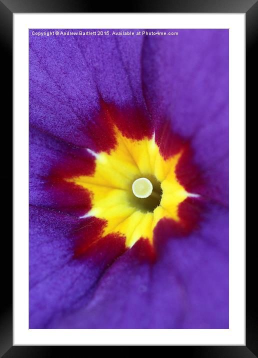  Macro of a Polyanthus Framed Mounted Print by Andrew Bartlett