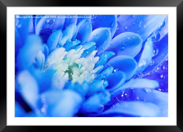  Macro of a Chrysanthemum Framed Mounted Print by Andrew Bartlett