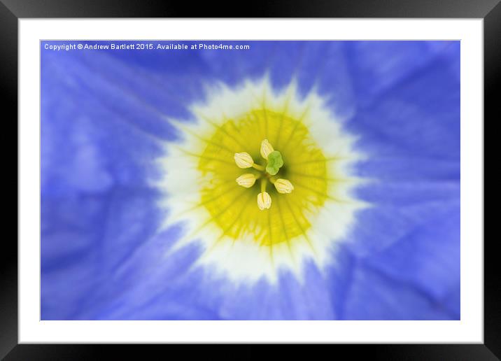  Macro of Oxalis Squamata tropical flower. Framed Mounted Print by Andrew Bartlett