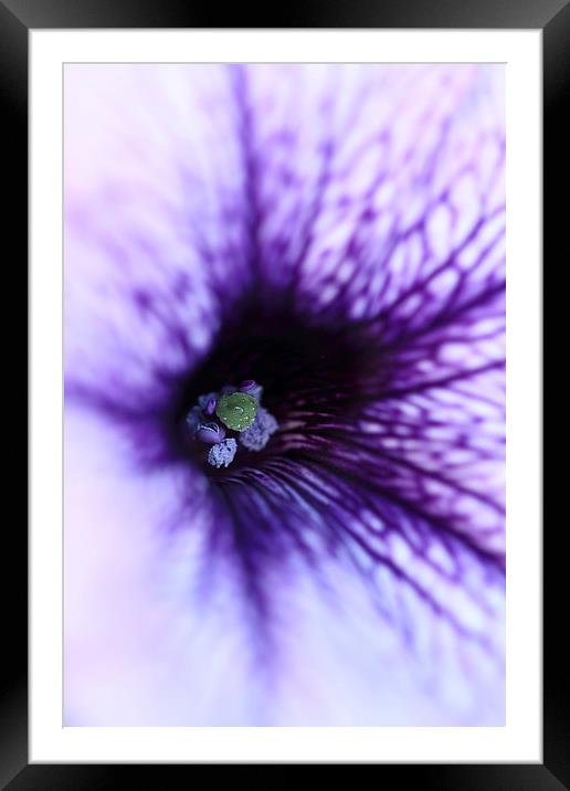  Macro of a purple Petunia. Framed Mounted Print by Andrew Bartlett