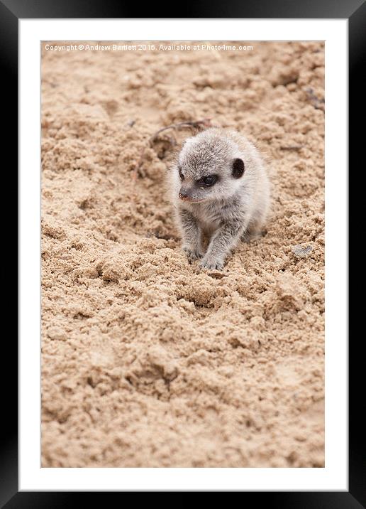  Baby meerkat Framed Mounted Print by Andrew Bartlett