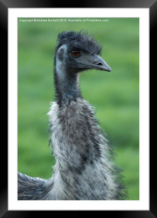  Emu portrait Framed Mounted Print by Andrew Bartlett
