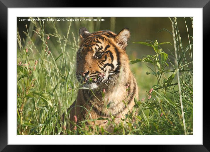  Sumatran Tiger Framed Mounted Print by Andrew Bartlett