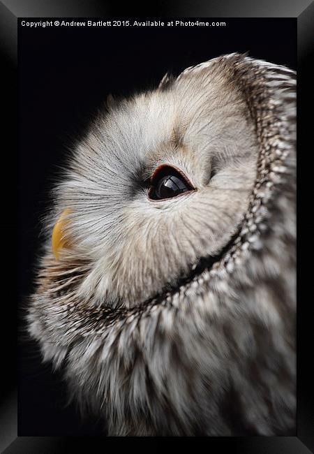  Ural Owl. Framed Print by Andrew Bartlett
