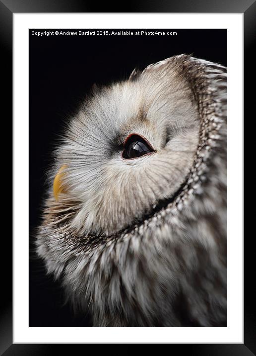  Ural Owl. Framed Mounted Print by Andrew Bartlett