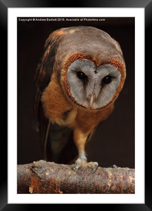  Ashy Faced Barn Owl Framed Mounted Print by Andrew Bartlett