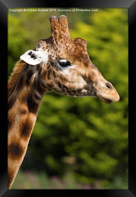  Giraffe Framed Print by Andrew Bartlett