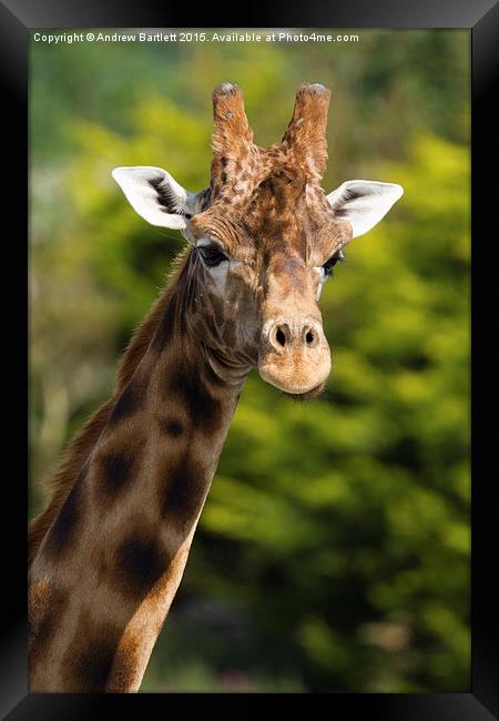  Giraffe Framed Print by Andrew Bartlett
