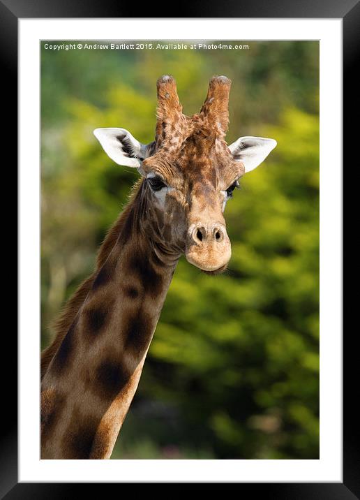  Giraffe Framed Mounted Print by Andrew Bartlett