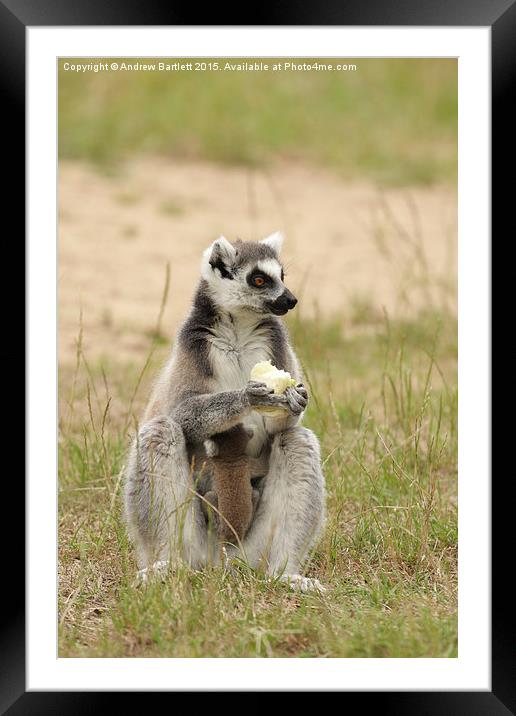 Ring Tail Lemur baby and it's mother. Framed Mounted Print by Andrew Bartlett