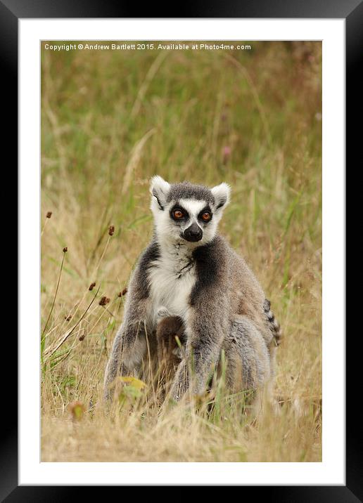 Ring Tail Lemur. Framed Mounted Print by Andrew Bartlett
