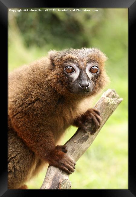  Red Bellied Lemur on a tree Framed Print by Andrew Bartlett