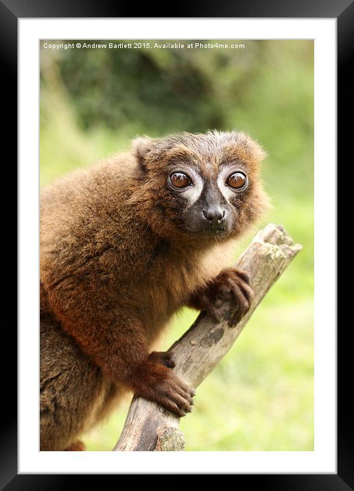  Red Bellied Lemur on a tree Framed Mounted Print by Andrew Bartlett