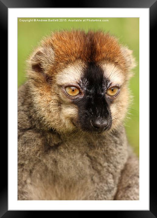 Red fronted Lemur. Framed Mounted Print by Andrew Bartlett