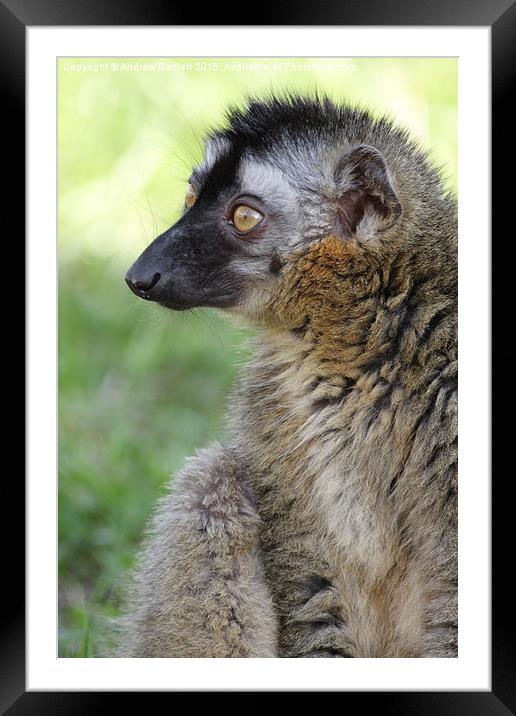 Red Fronted Lemur. Framed Mounted Print by Andrew Bartlett