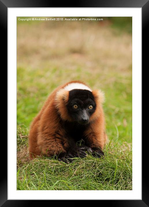  Red Ruffed Lemur Framed Mounted Print by Andrew Bartlett