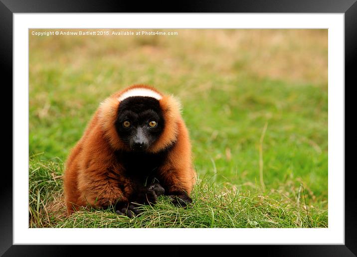  Red Ruffed Lemur Framed Mounted Print by Andrew Bartlett