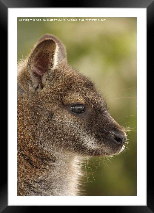 Wallaby  Framed Mounted Print by Andrew Bartlett