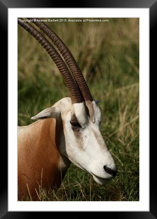  Oryx Framed Mounted Print by Andrew Bartlett
