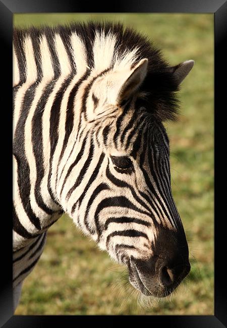 Zebra. Framed Print by Andrew Bartlett