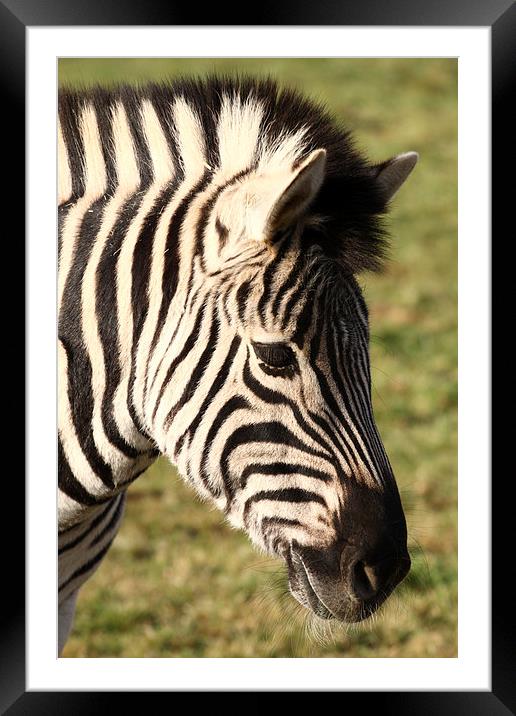 Zebra. Framed Mounted Print by Andrew Bartlett