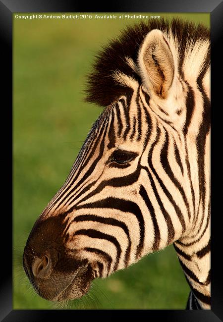  Zebra Framed Print by Andrew Bartlett