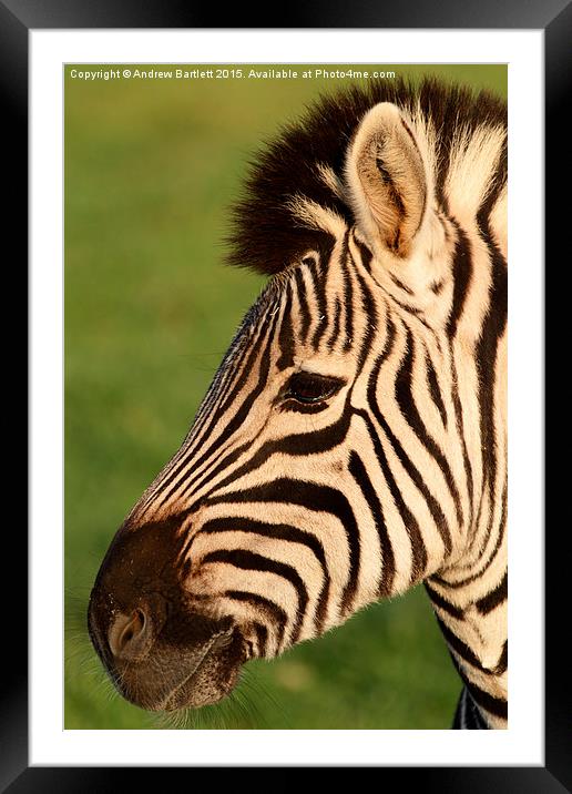  Zebra Framed Mounted Print by Andrew Bartlett