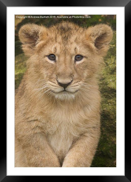  Asiatic Lion Framed Mounted Print by Andrew Bartlett