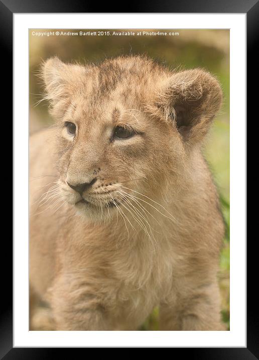 Asiatic Lion cub  Framed Mounted Print by Andrew Bartlett