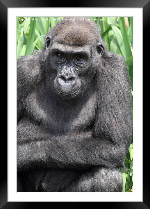  Western Lowland Gorilla Framed Mounted Print by Andrew Bartlett