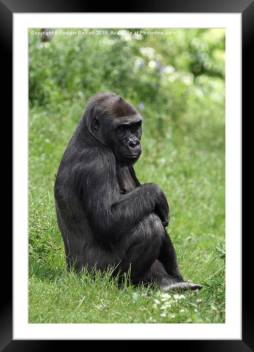 Western Lowland Gorilla  Framed Mounted Print by Andrew Bartlett
