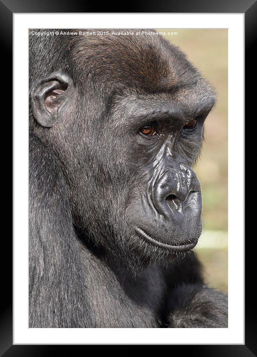 Western Lowland Gorilla Framed Mounted Print by Andrew Bartlett